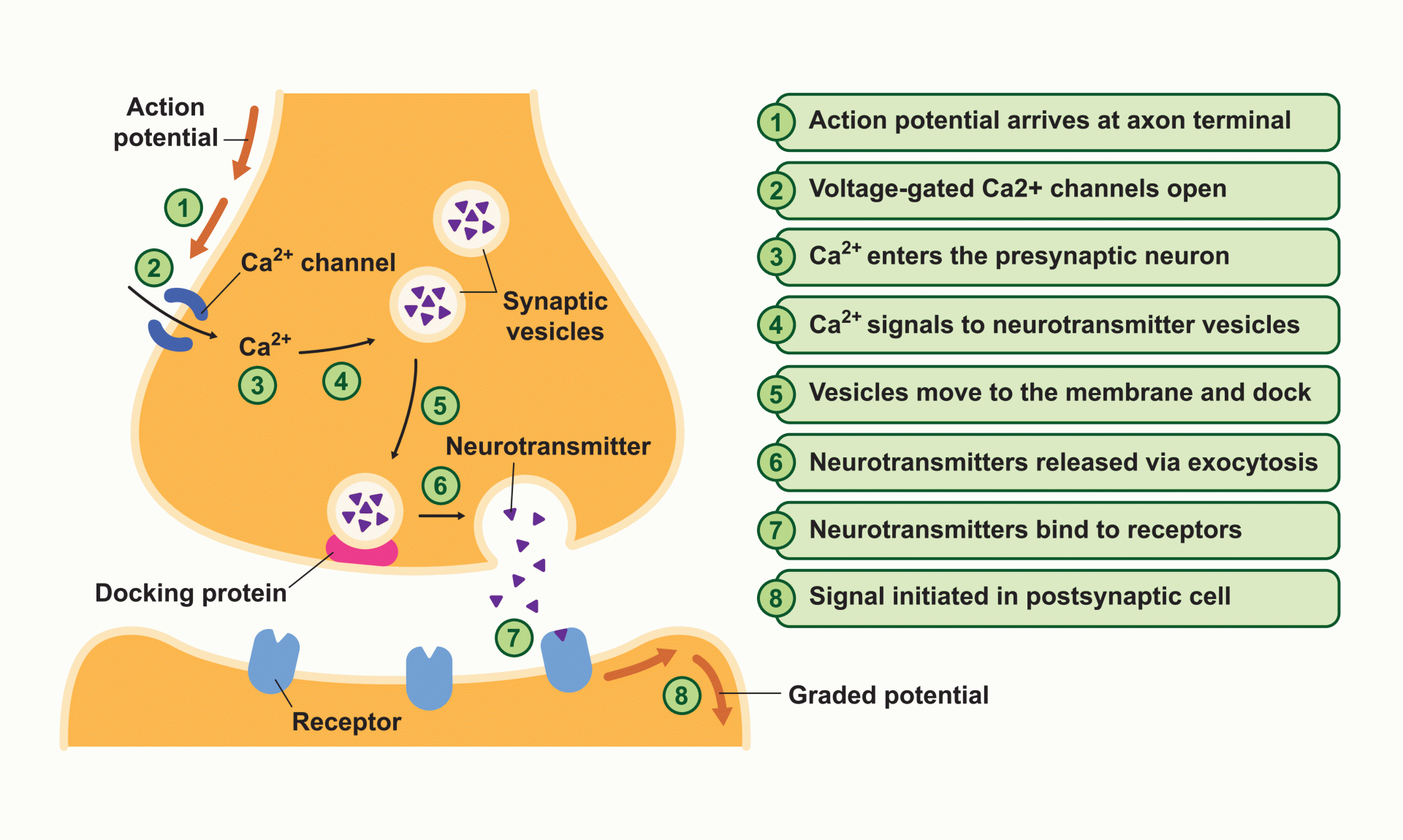 Synaptic Junction synapse