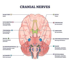 Summary of the Cranial Nerves 18 Cranial nerves pairs with anatomical sensory functions in outline diagram. Labeled educational collection with neurology brain system and how nerve relay information to human body vector illustration.