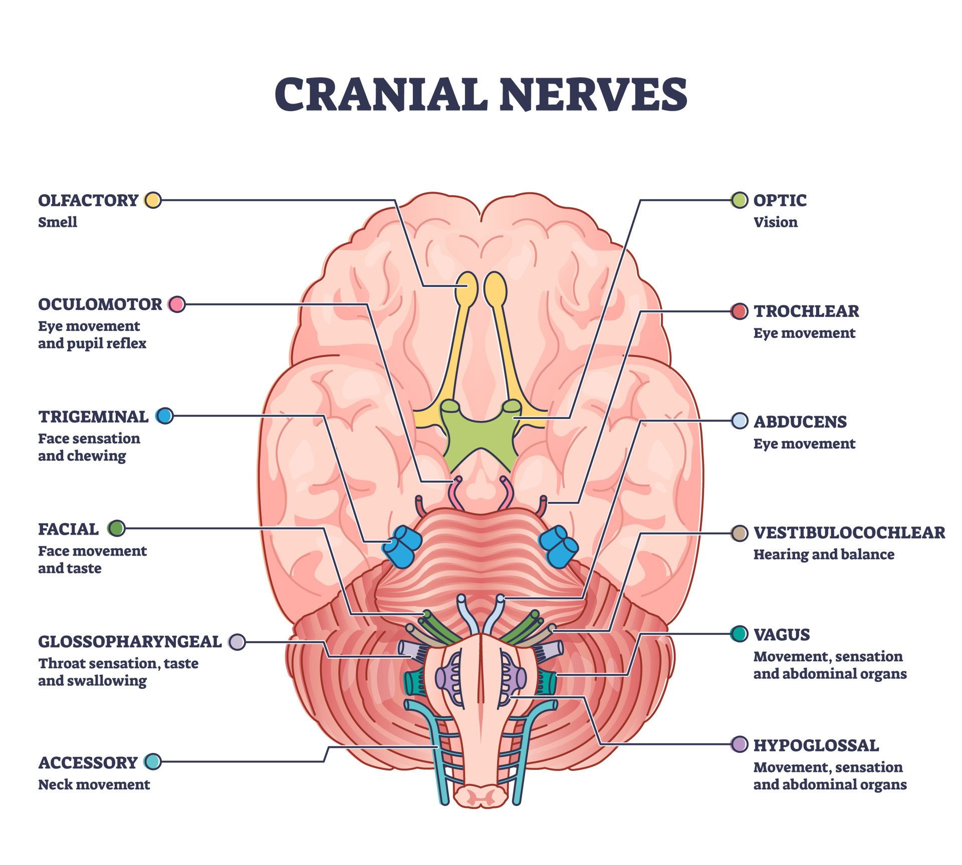 Parts of the Brain: Neuroanatomy, Structure & Functions in Neuroscience 16 12 cranial nerves