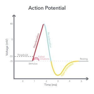 What Is Action Potential? 16 A graph outlining how action potential works. Y axis: voltage, X axis: Time.