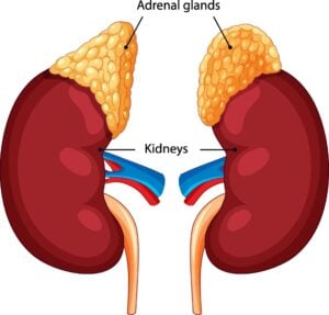 What Is The Role Of Adrenaline? 4 Diagram of the adrenal glands on top of the kidneys.