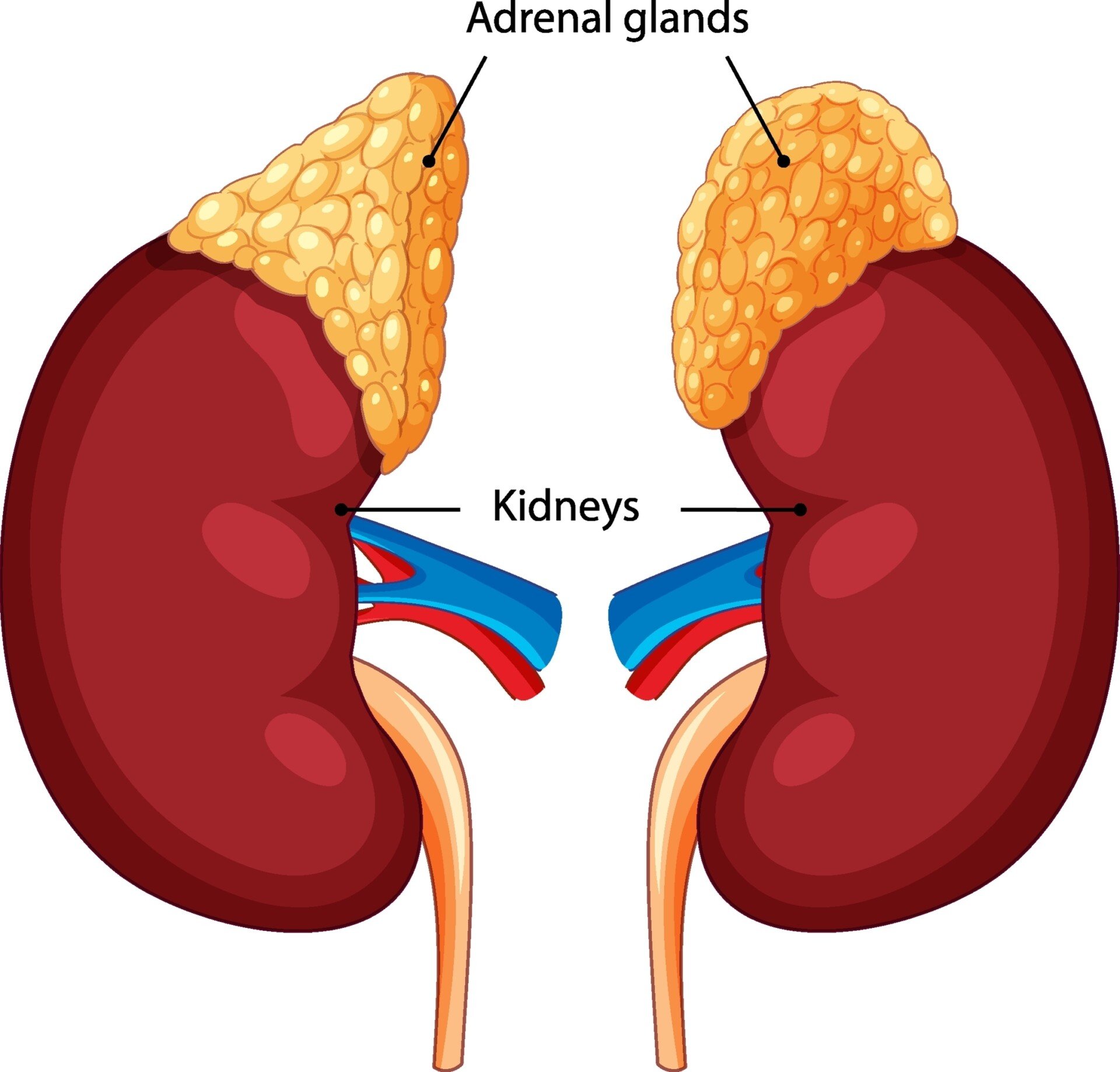 Adrenal Glands Diagram of the adrenal glands on top of the kidneys.