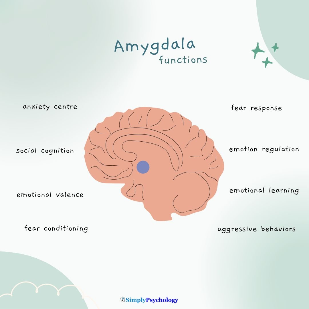 Amygdala Function An infographic titled amygdala functions. outline of a brain in the centre with the area of the amygdala highlighted in blue. functions of the amygdala labelled surrounding the image such as fear conditioning, emotional learnings, and fear response