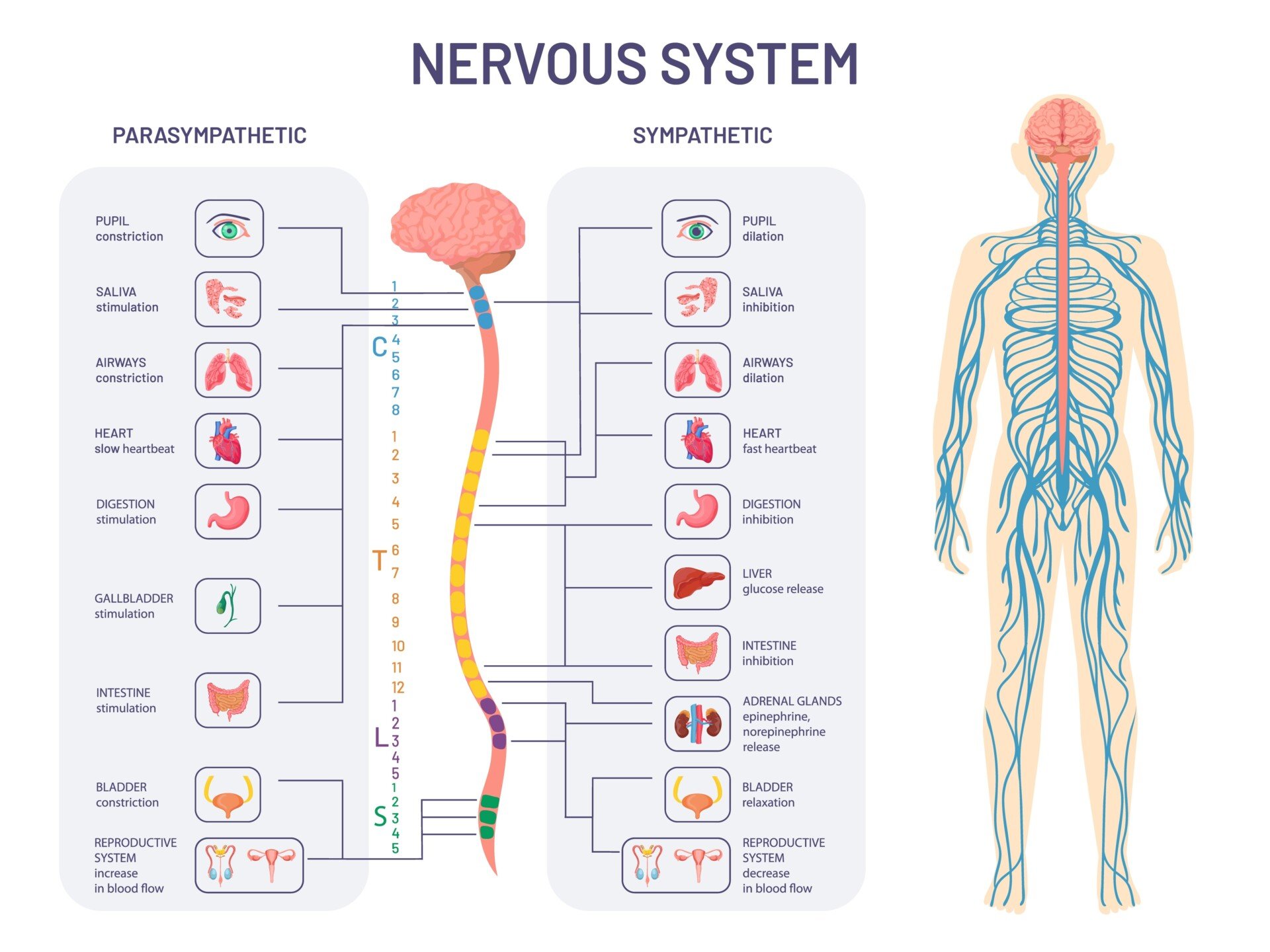 Autonomic Nervous System (ANS): What It Is and How It Works 1 ANS nervous system