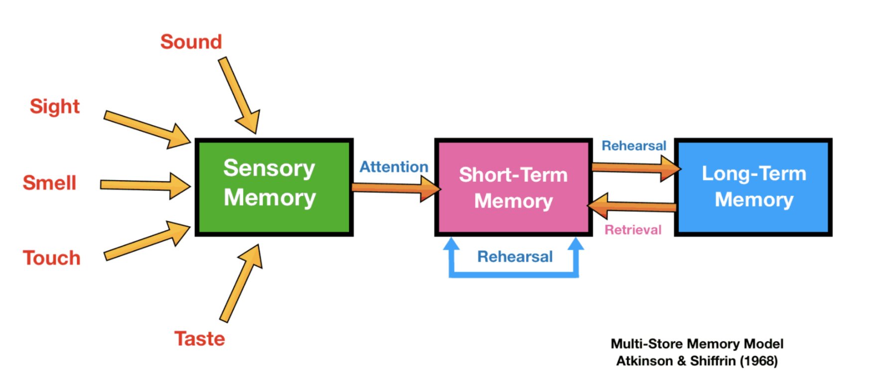 Psychology Memory Revision Notes 1 multi-store model of memory