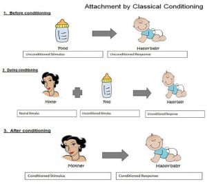 Learning Theory of Attachment 10 attachment conditioning
