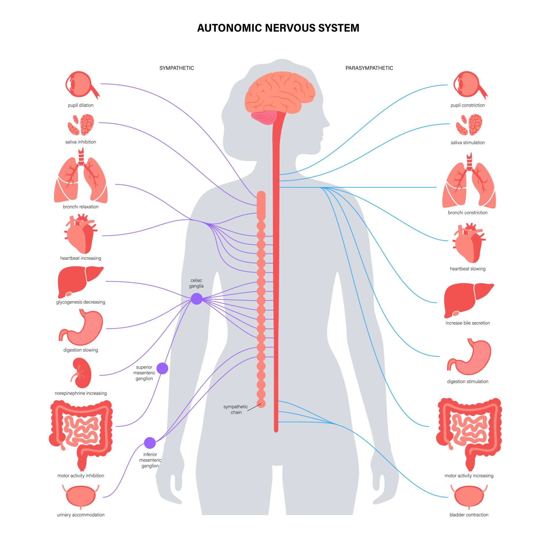 Autonomic nervous system Sympathetic and parasympathetic nervous systems. Diagram of brain and nerves connection. Autonomic nervous system infographic poster.