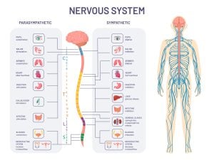 Autonomic Nervous System (ANS): What It Is and How It Works 21 Autonomic Nervous System