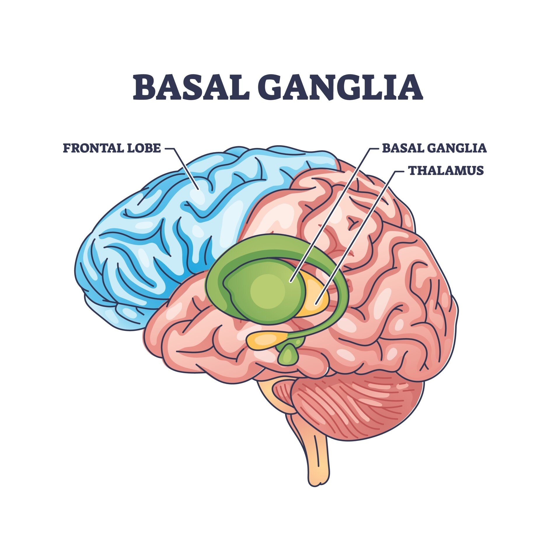 Basal Ganglia basal ganglia 1