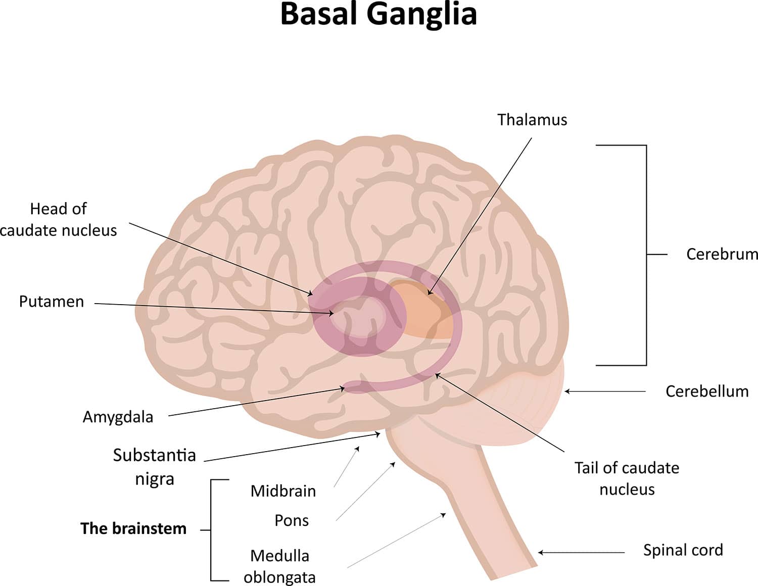 Basal Ganglia