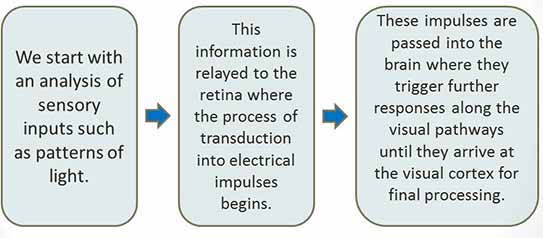 Visual Perception Theory In Psychology 6 what is bottom-up processing in visual perception