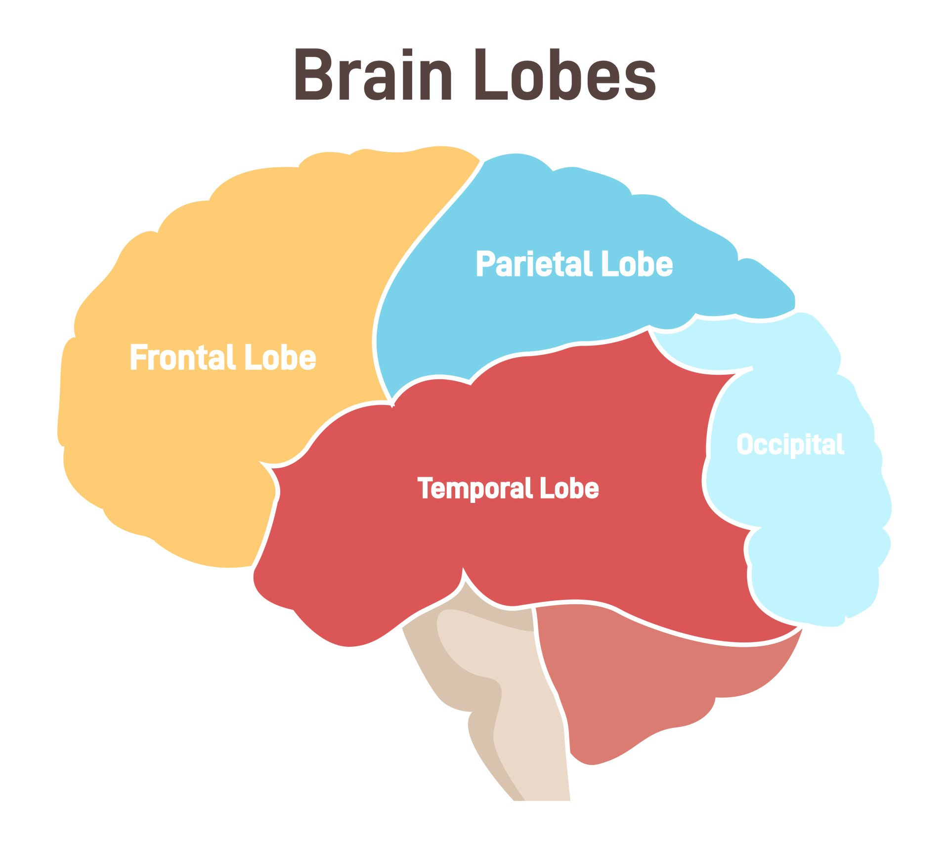 Brain Lobes brain lobes