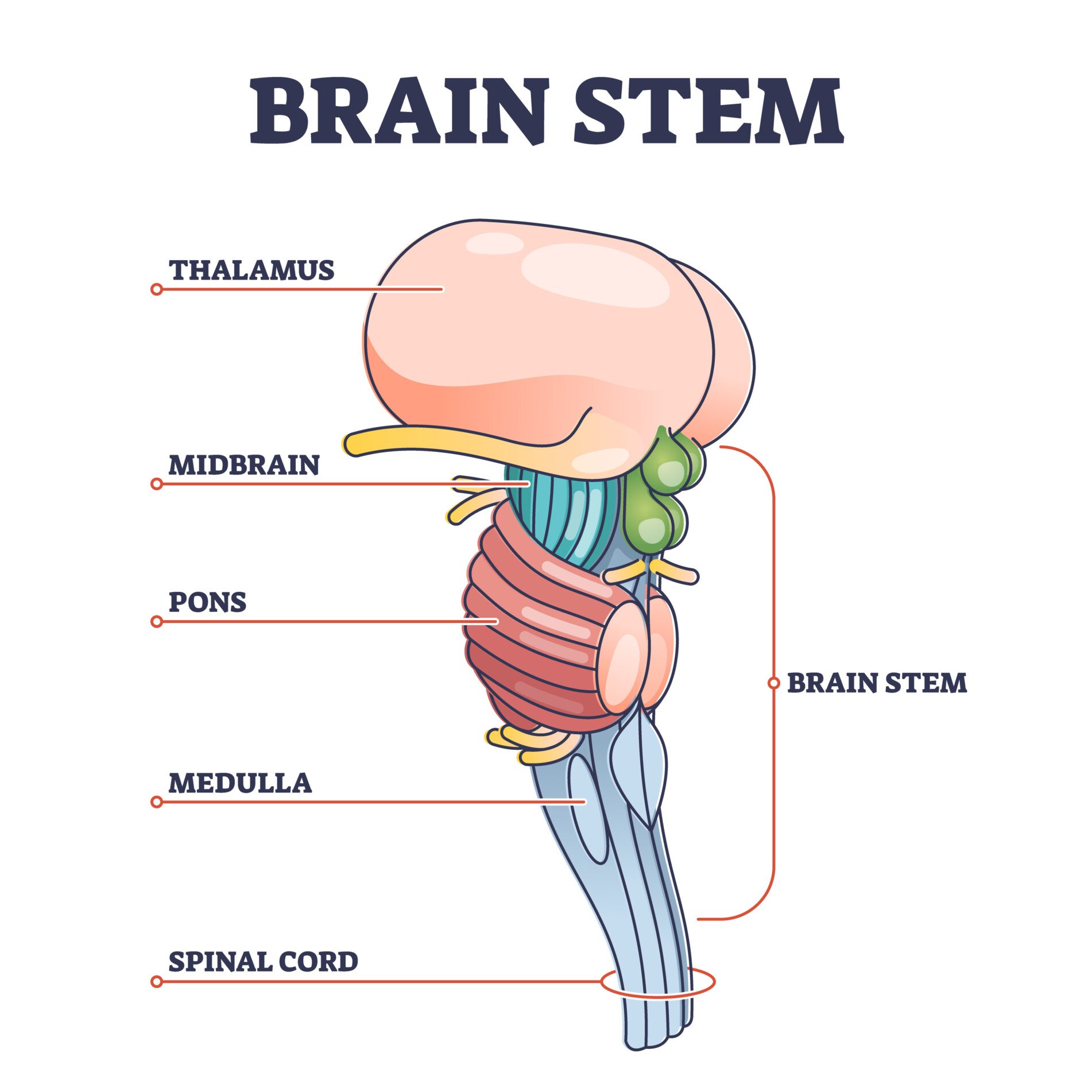 Structure and Function of the Central Nervous System 2 brain stem