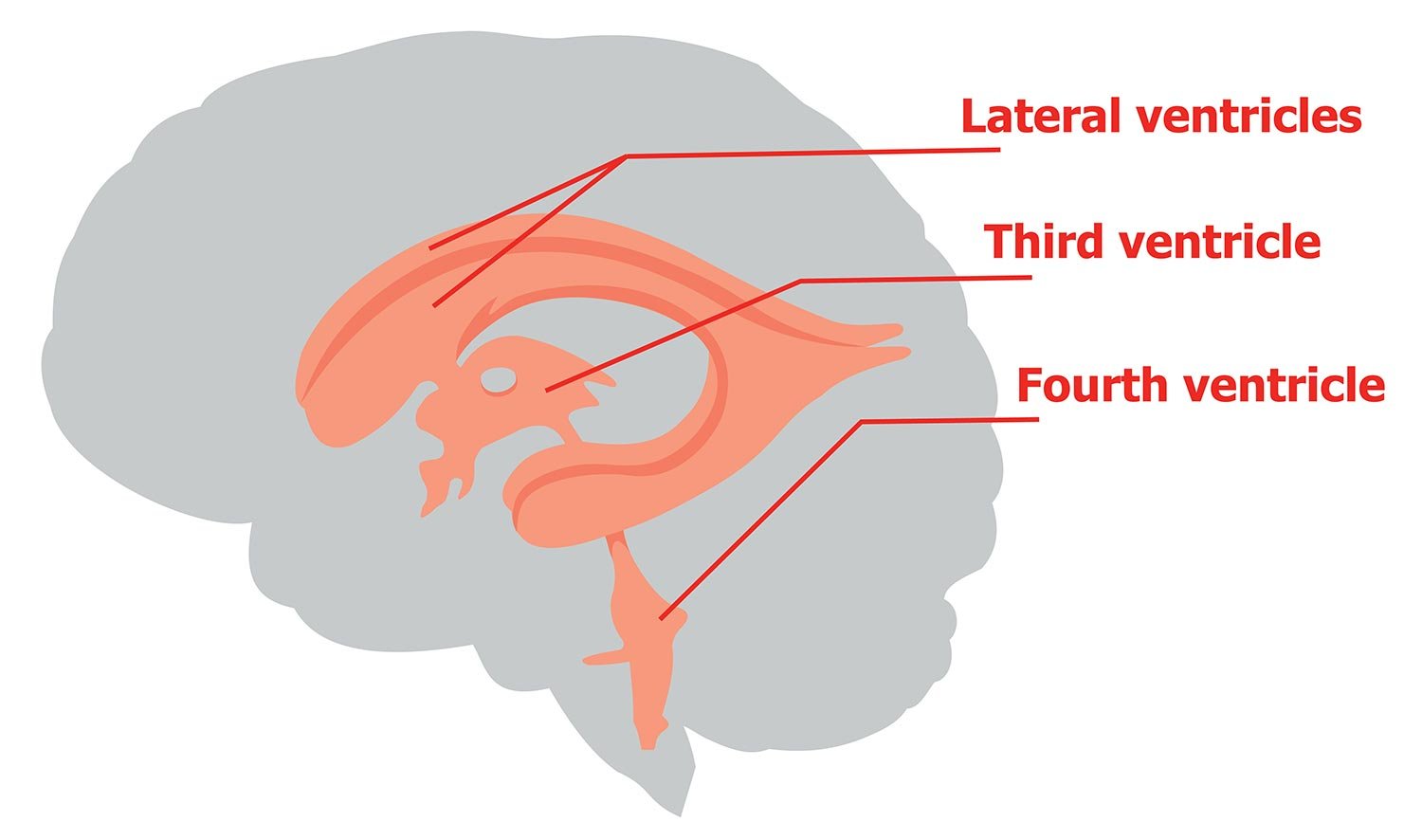 Ventricles of the Brain 2 brain ventricles