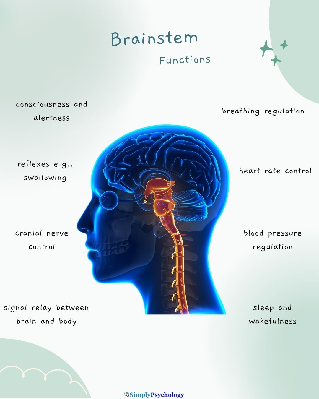 Brainstem Functions x-ray image of the brain showing the brainstem and spinal cord. Functions of the brainstem labelled such as breathing regulation and heart rate control.