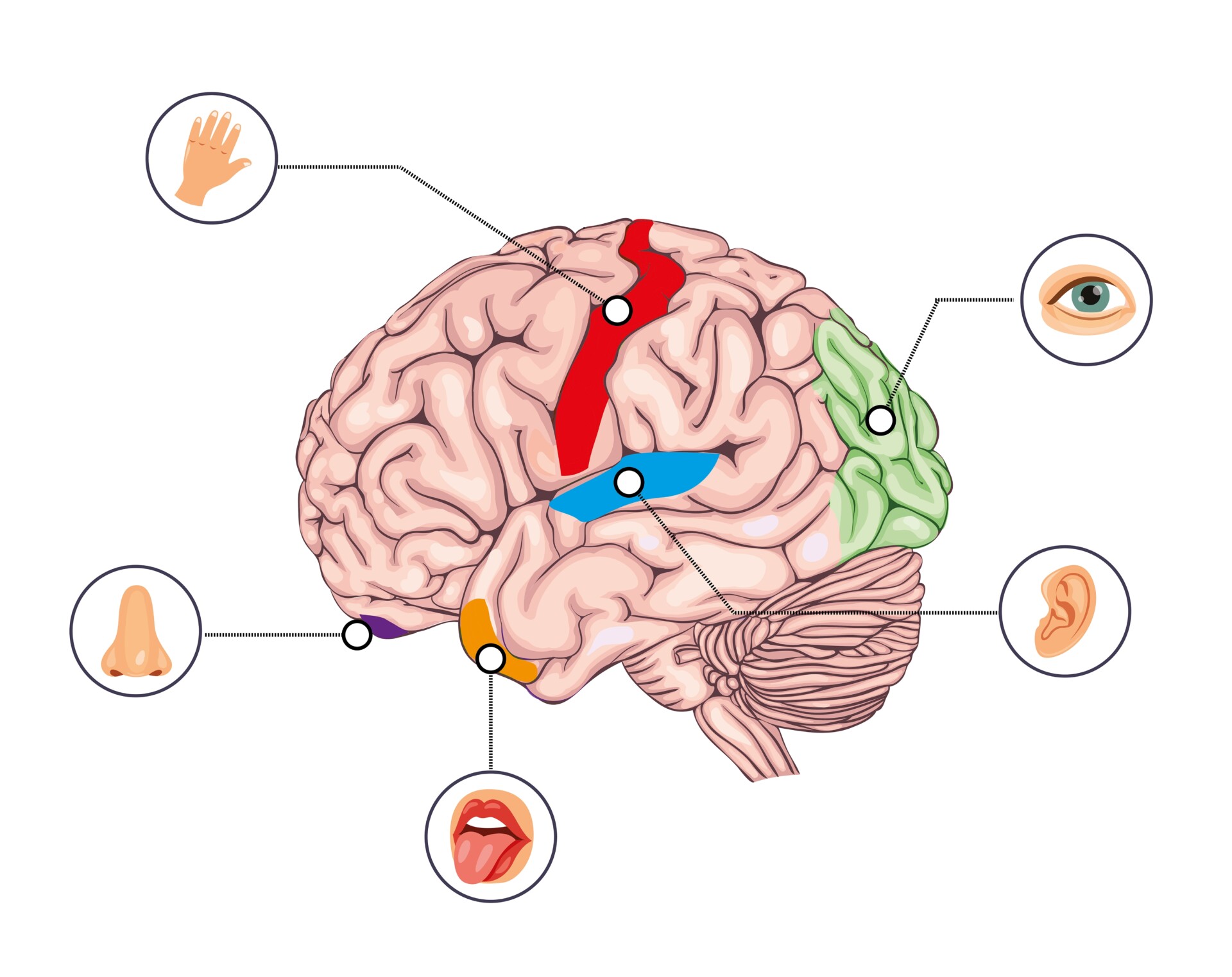 The,Primary,Sensory,Areas,Are,The,Primary,Cortical,Regions,Of broadman areas