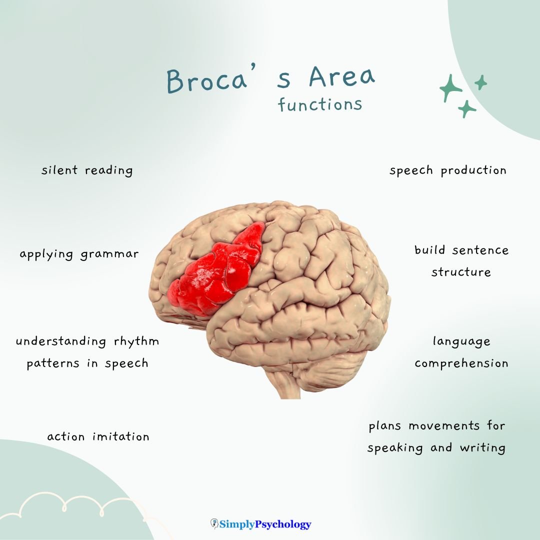 Broca's Area A mindmap infographic with a brain with Broca's area highlighted in red. Functions of this area surround the brain such as speech production, language comprehension, and action imitation.