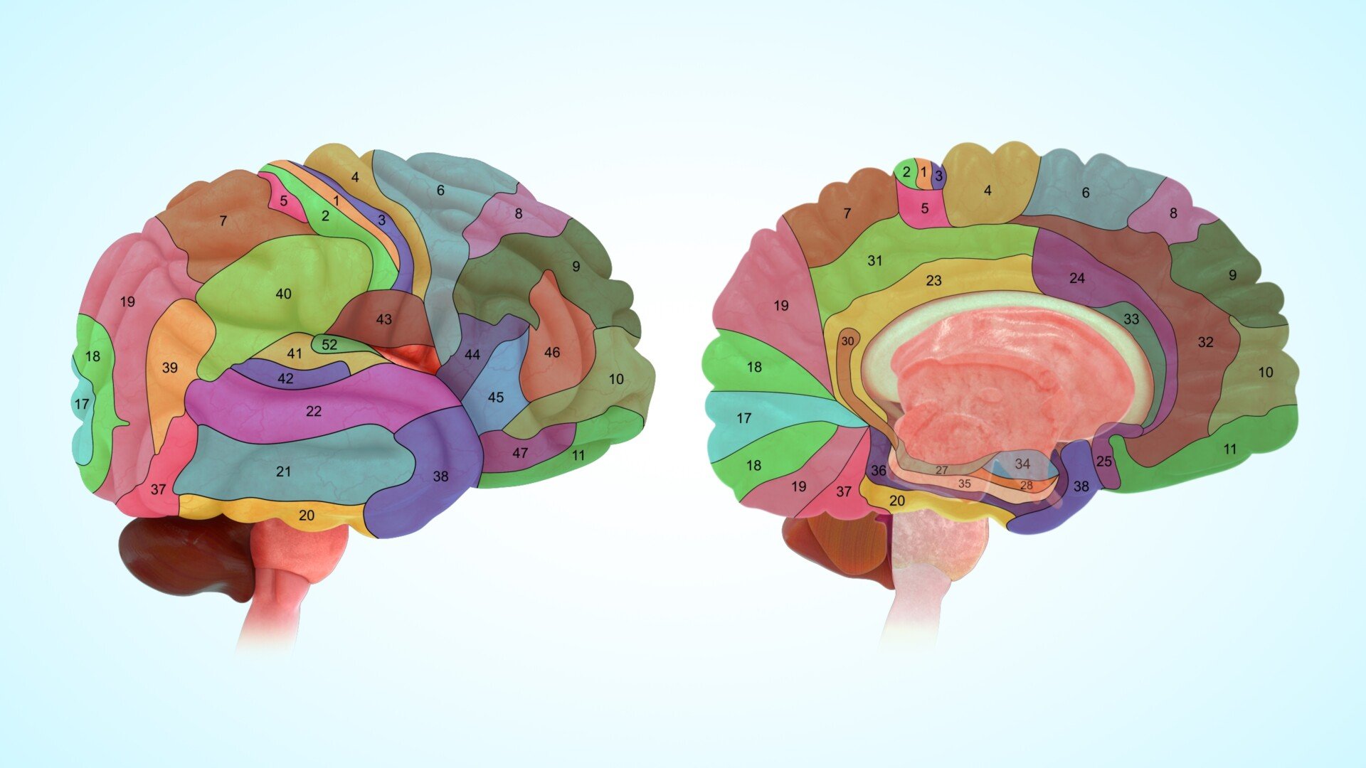 Brodmann Area A 3D map of the brain from the outside and sliced. Each part of Brodmann's areas and are highlighted and numbered.