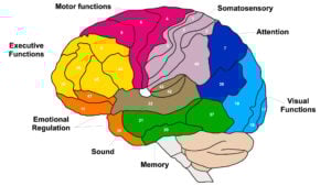 Brodmann Areas Of The Brain 22 Brain Brodmann area region of the cerebral cortex with numbers and descriptions