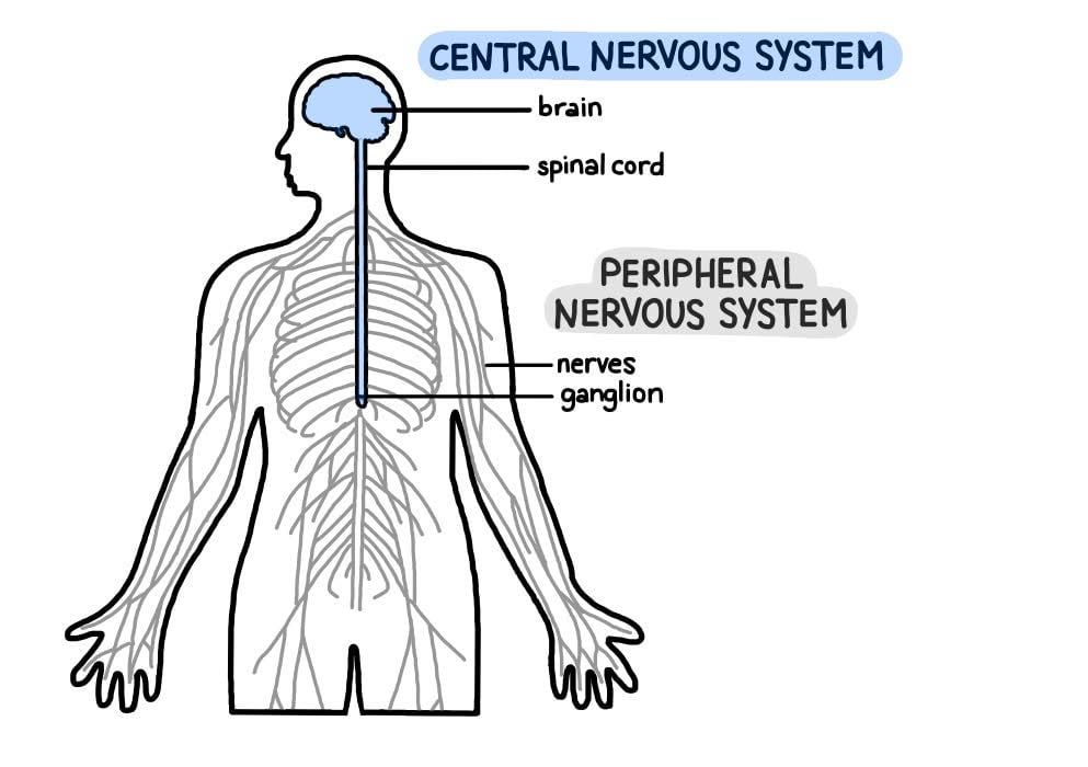 What is Neuroscience: Overview, History, & Major Branches 6 central and peripheral nervous system