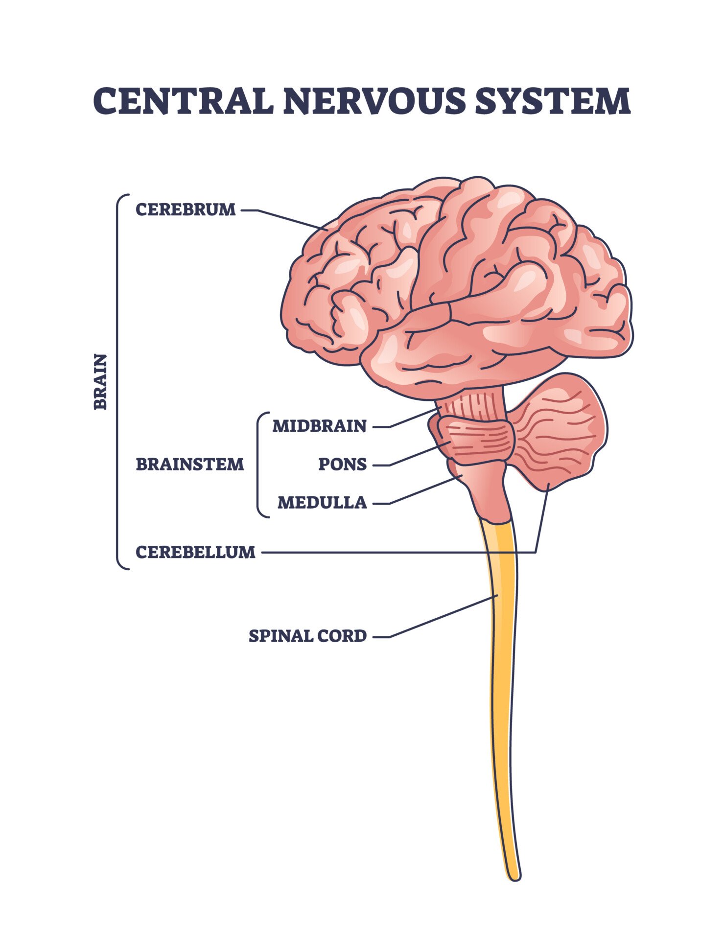 Central Nervous System Central nervous system structure outline diagram. Labeled with cerebrum, brainstem, cerebellum and spinal cord
