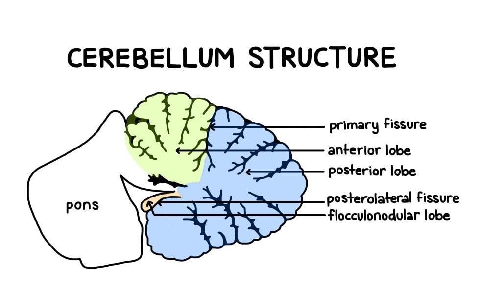 Cerebellum: Functions, Structure, and Location 3 Cerebellum Lobe Structure (Simply Psychology)