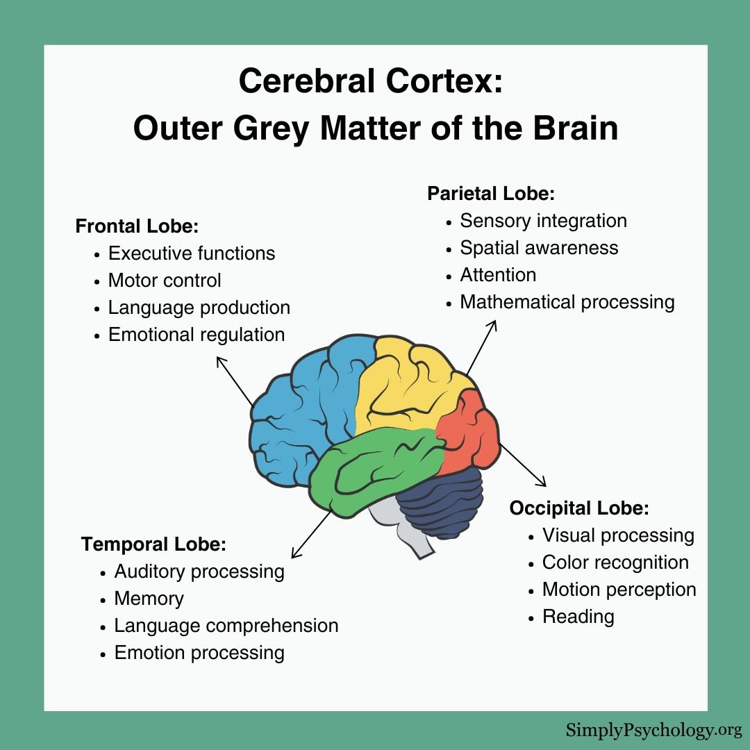 Cerebral Cortex An image of the brain with different lobes highlighted, alongside brief descriptions of functions of each lobe.