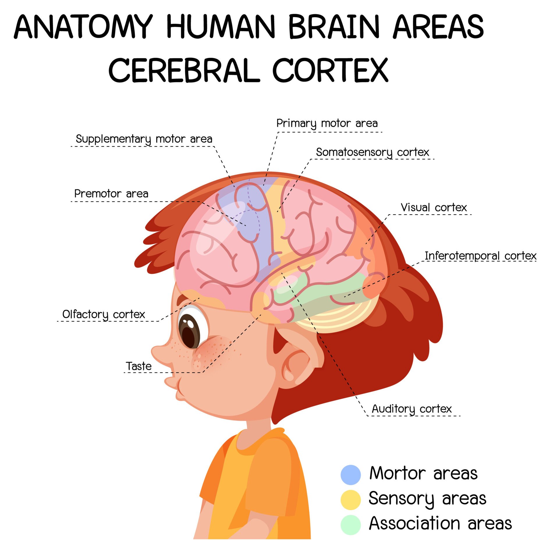 cerebral-cortex a diagram titled 'anatomy human brain areas cerebral cortex'. each area of the cerebral cortex is labelled