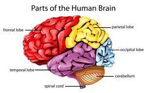 Parts of the Brain: Neuroanatomy, Structure & Functions in Neuroscience 19 cerebral hemispheres