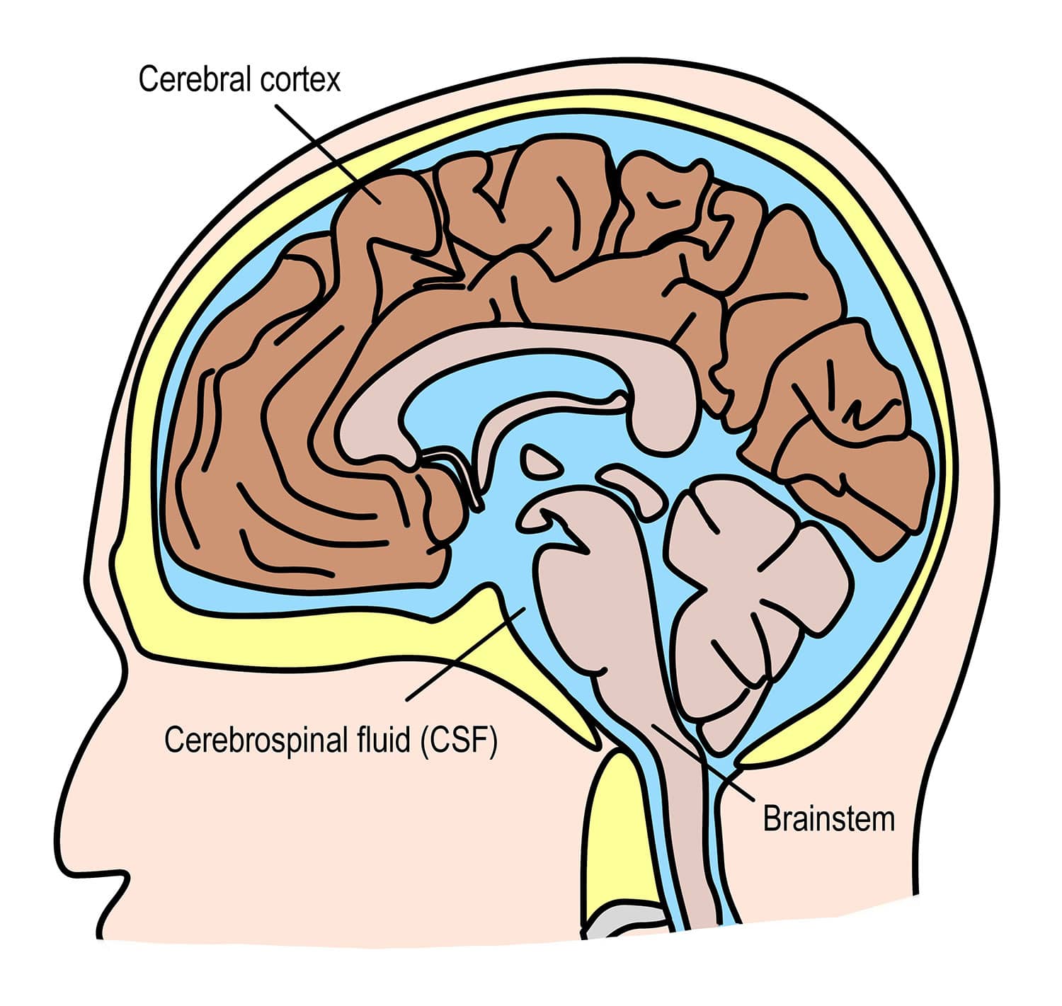 Ventricles of the Brain 4 cerebrospinal fluid