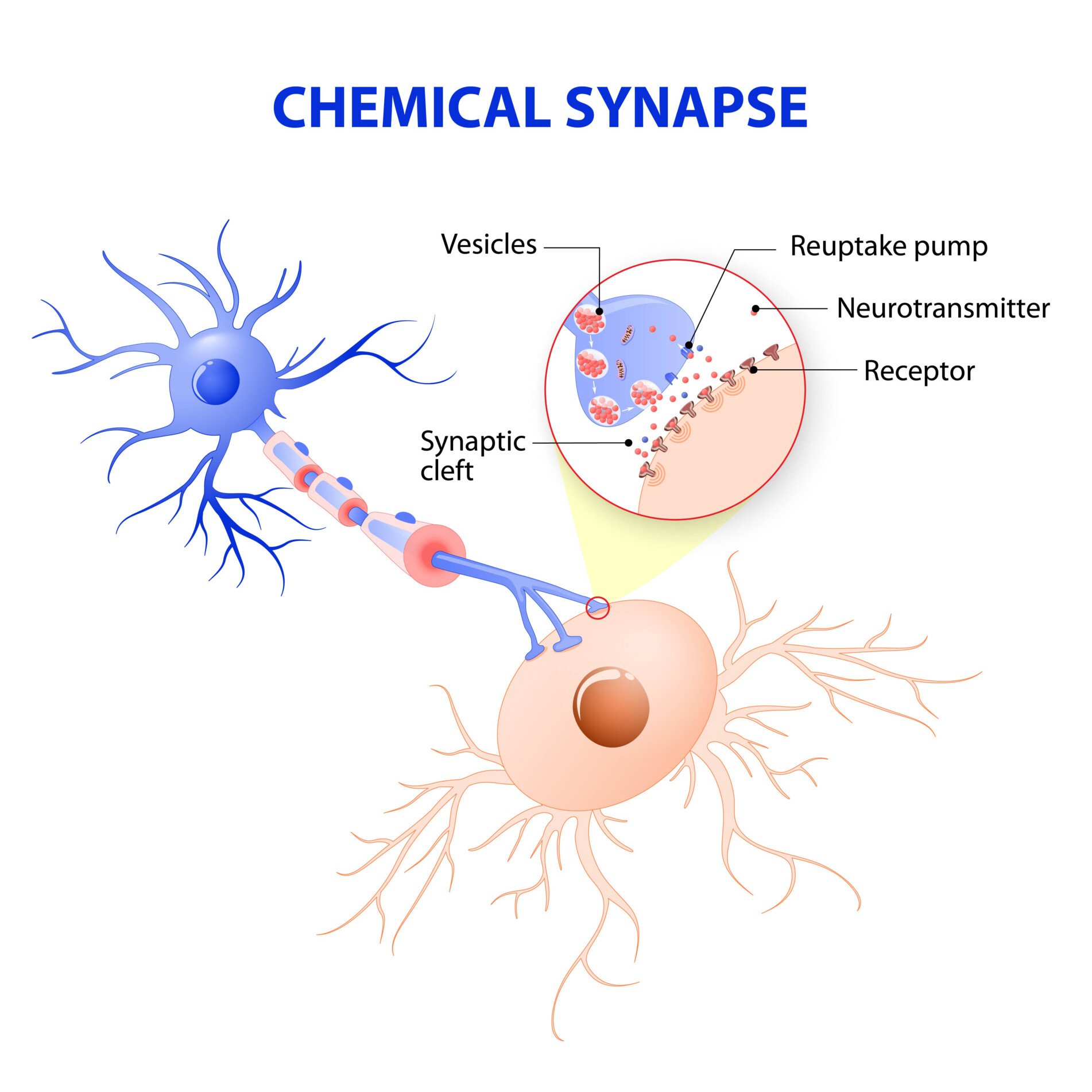 Chemical Synapse A diagram of a neuron and a close up of a chemical synapse.