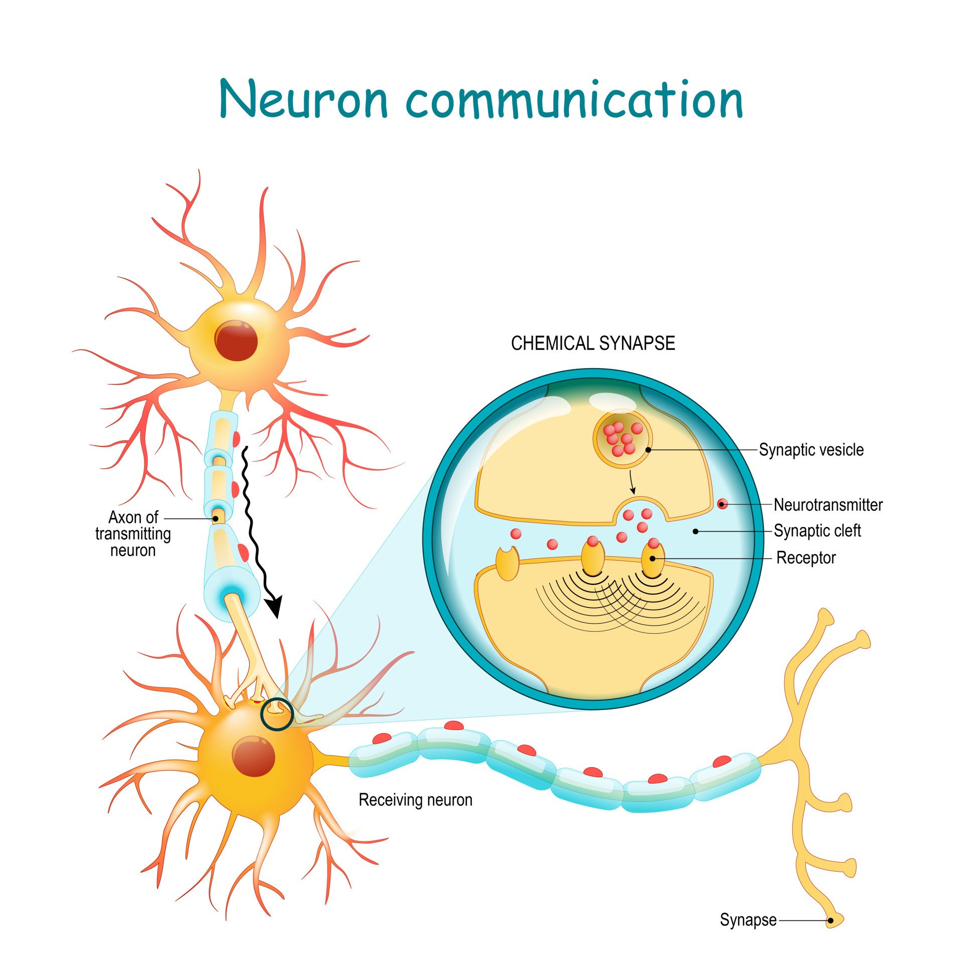 Parts of the Brain: Neuroanatomy, Structure & Functions in Neuroscience 15 chemical synapse