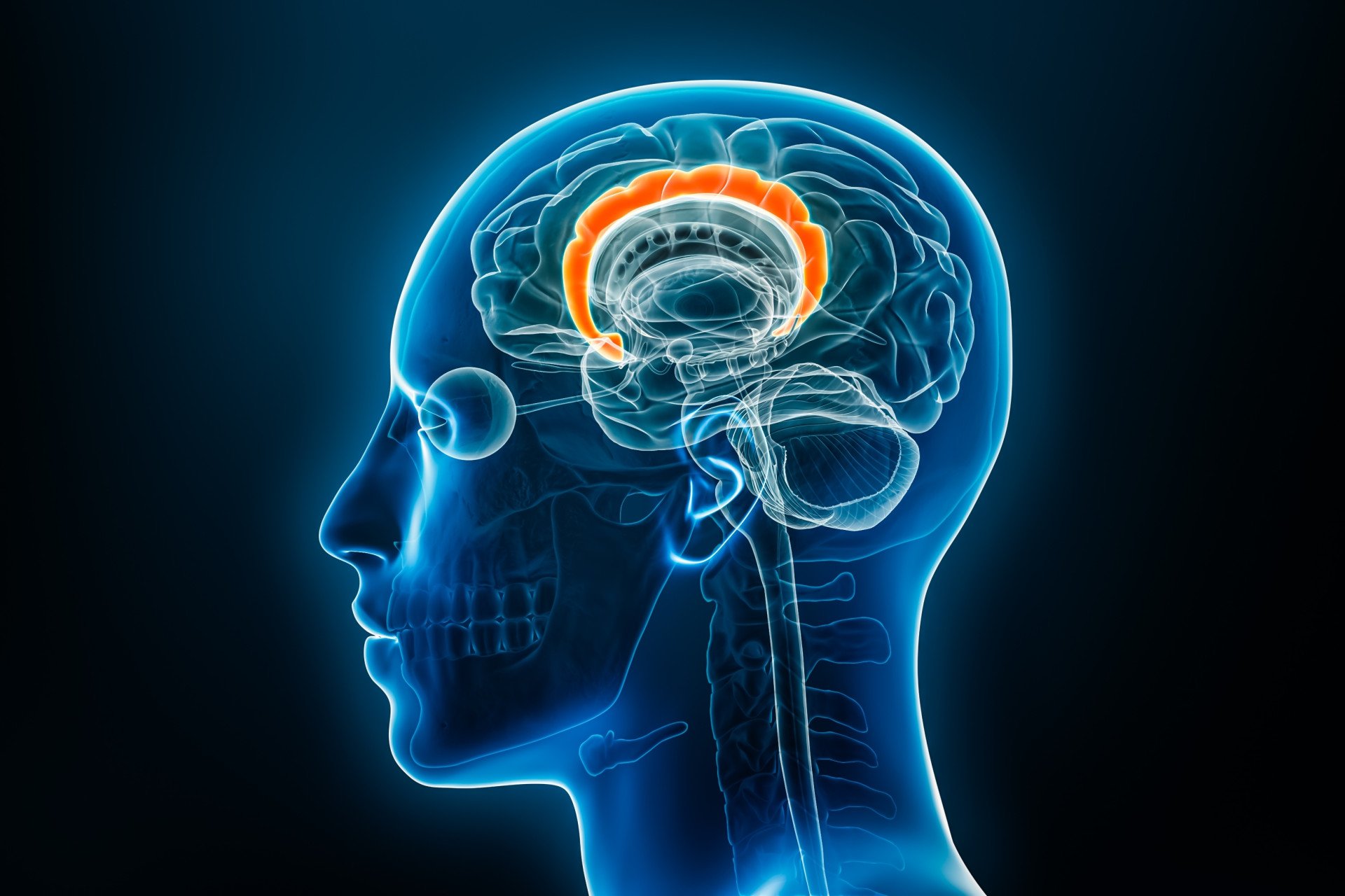 Cingulate Cortex An x-ray image of the head with the cingulate cortex highlighted in orange, located deep and central to the brain.