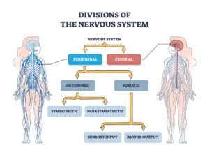 Central Nervous System Vs. Peripheral Nervous System 12 A flow diagram outlining the branches of the nervous system, with two outlines of bodies highlighting the central and peripheral nervous system