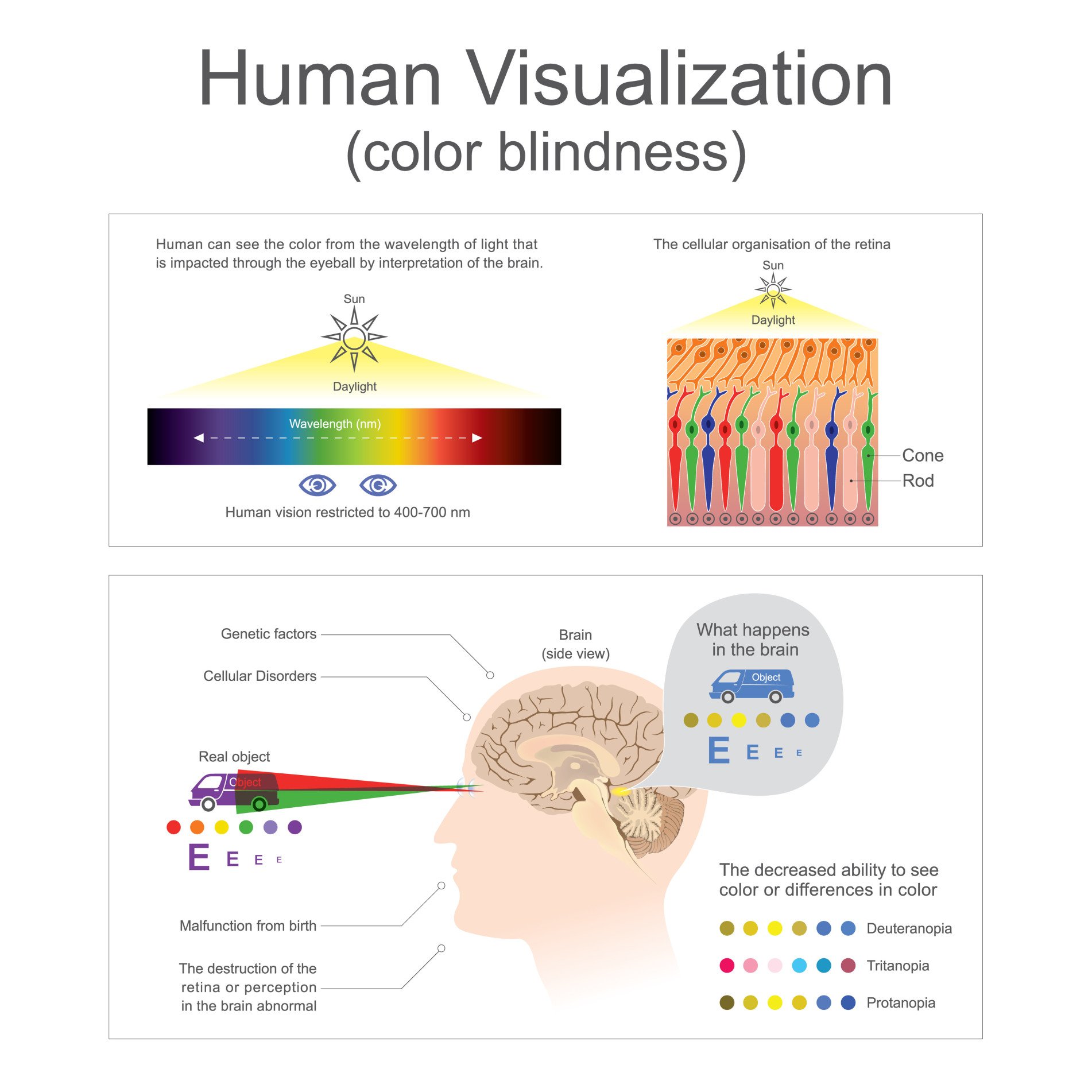 The Trichromatic Theory of Color Vision 3 Human can see the color from wavelength of light. The destruction of the retina or perception in the brain abnormal.