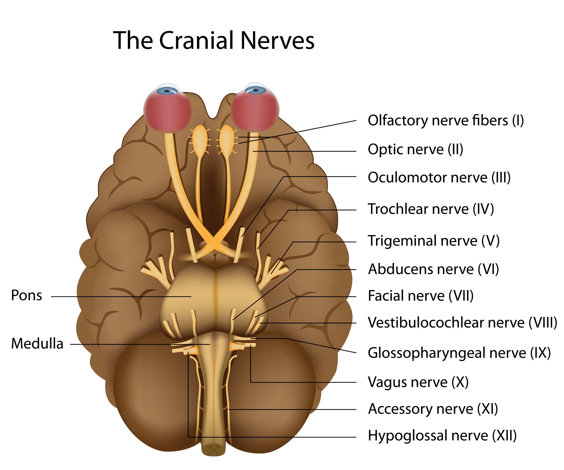 Summary of the Cranial Nerves 3 The 12 cranial nerves