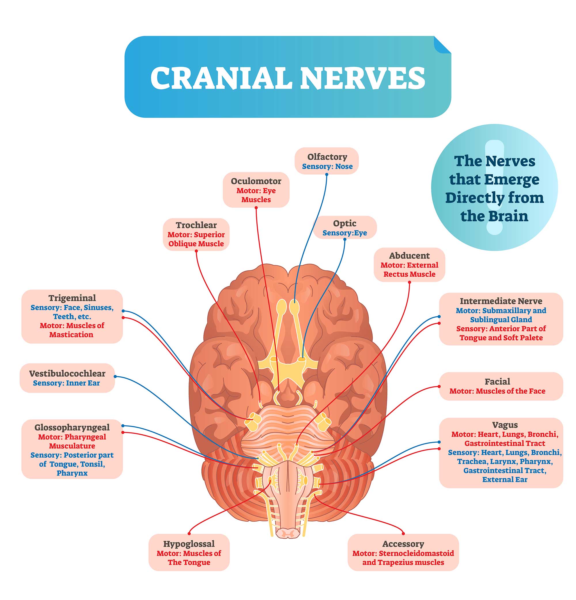 Summary of the Cranial Nerves 2 cranial nerves