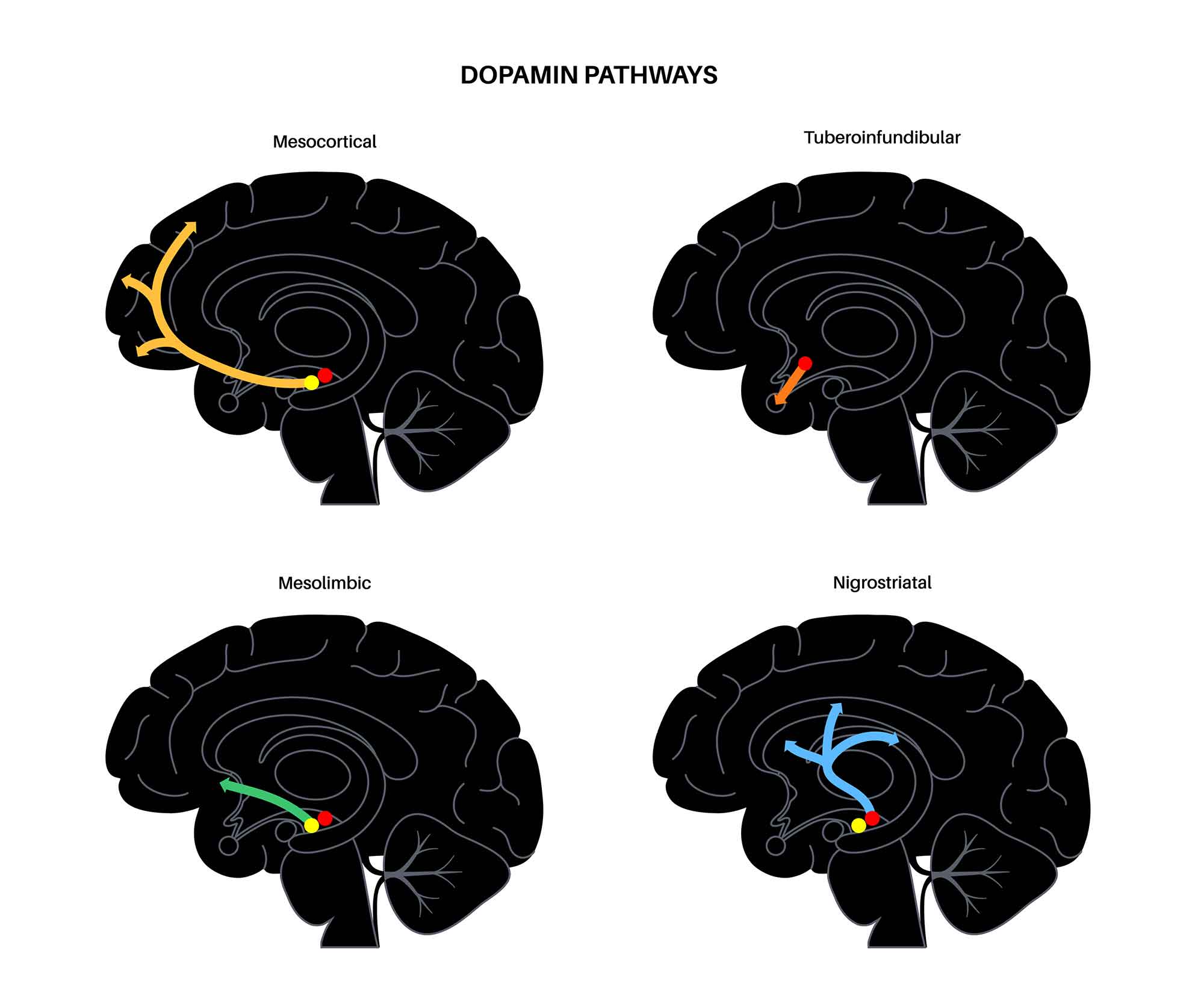 Dopamine-Pathway Dopamine Pathway