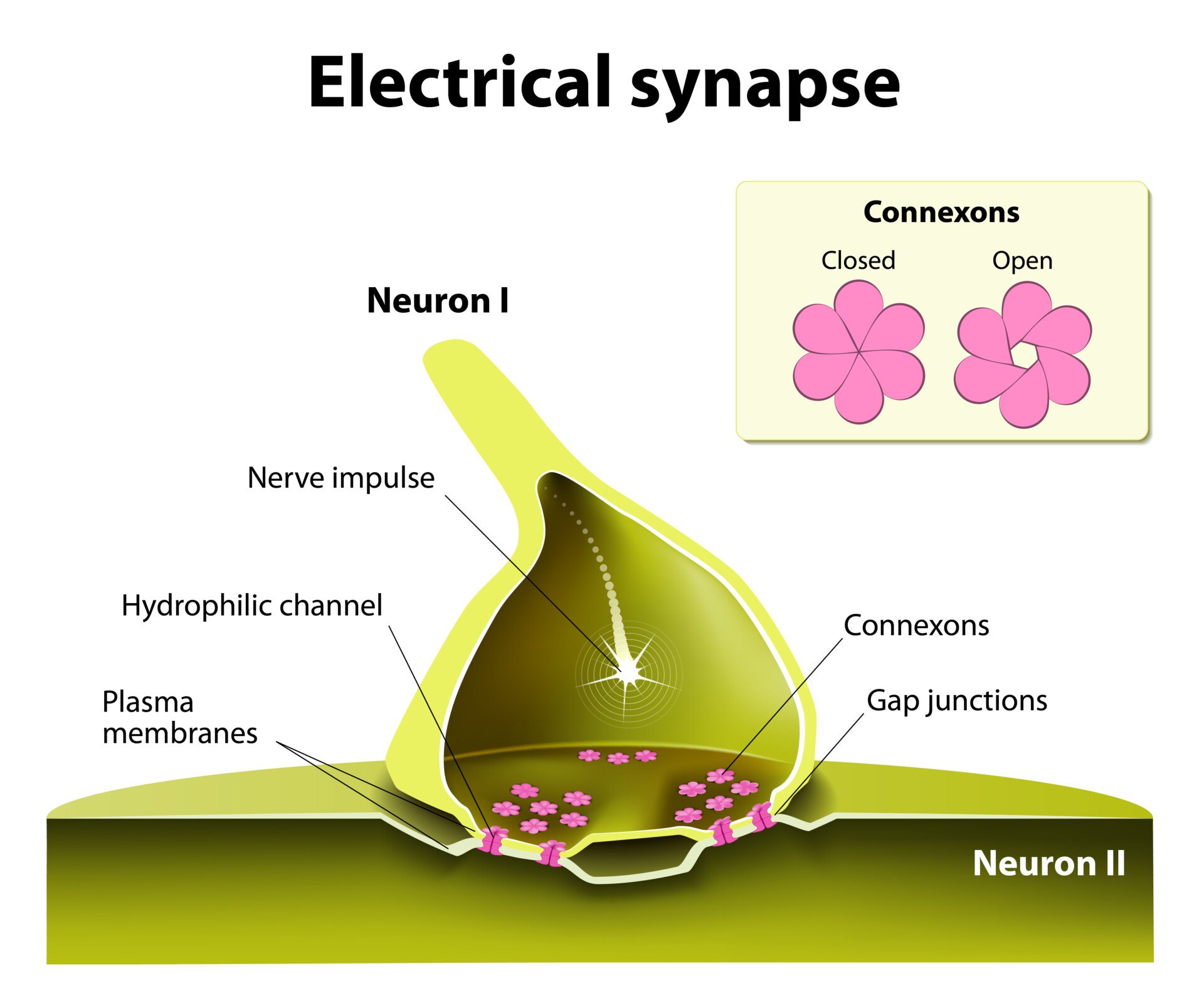 Electrical Synapse A diagram of a close up of an electrical synapse.