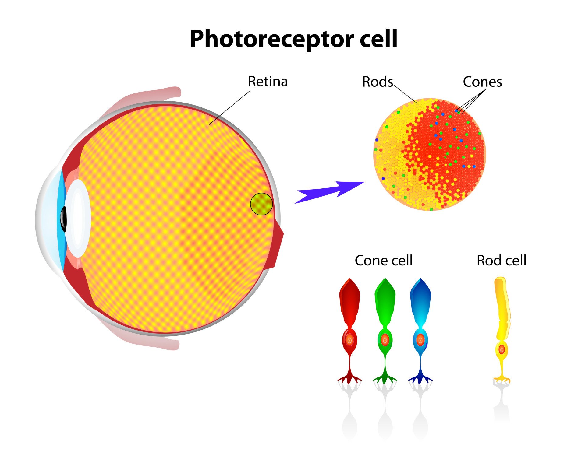 The Trichromatic Theory of Color Vision 2 Retina. Rod cells and cone cells. Vector