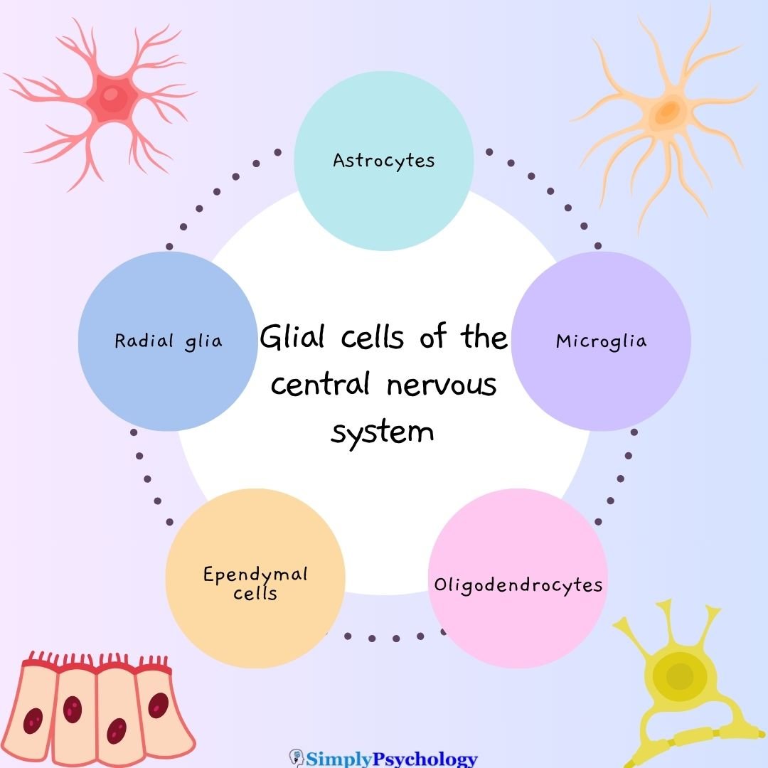 Glial Cells Glia cells of the central nervous system written in the centre. 5 circles surrounding this title with each type of glial cells written in it. images of glial cells in the background