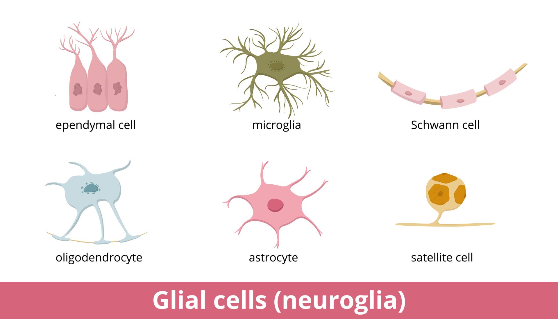 Glial cells Glial cells