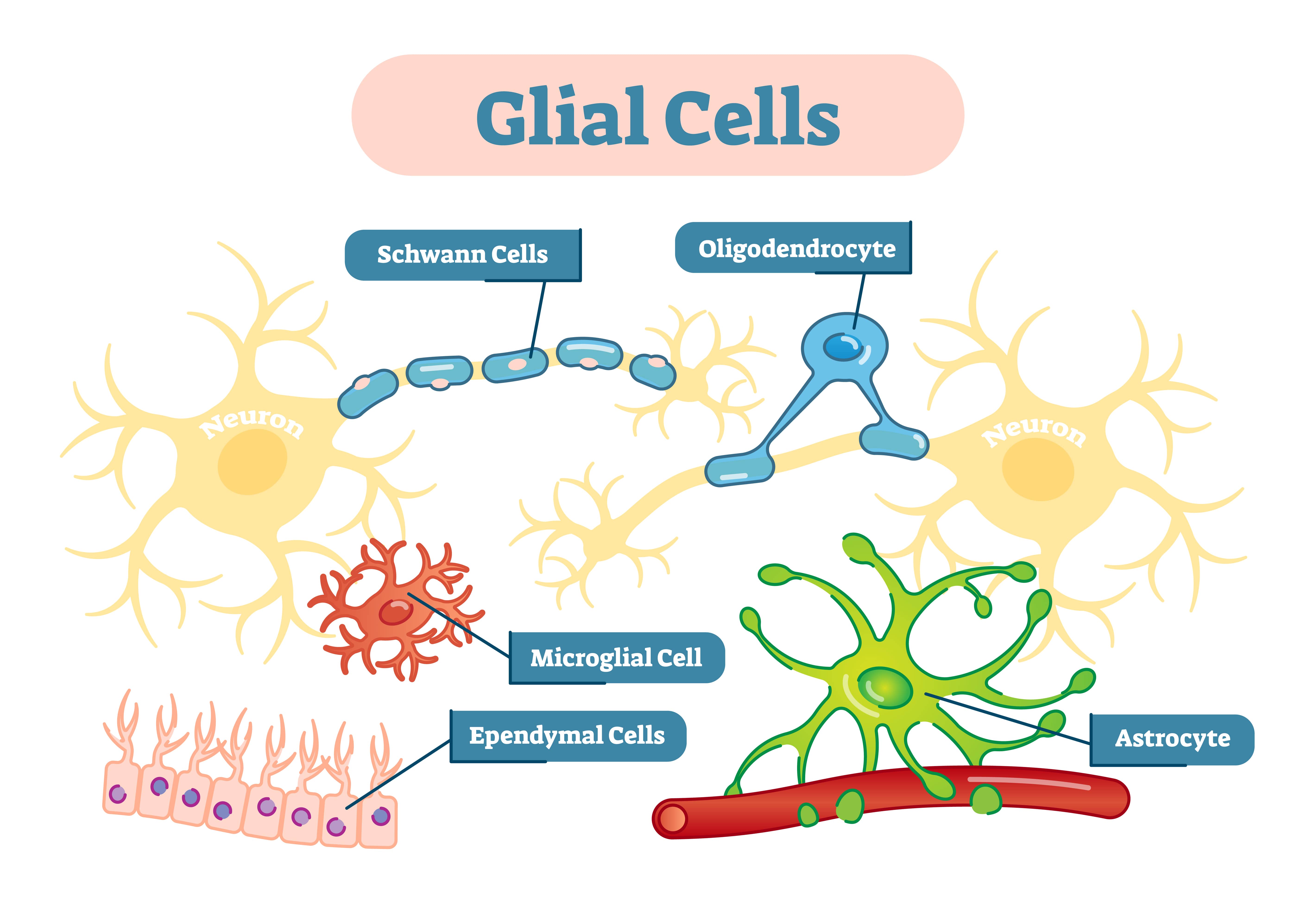 Structure and Function of the Central Nervous System 6 Glial Cells
