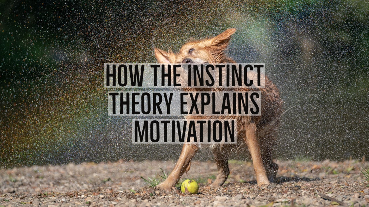Instinct Theory Of Motivation In Psychology 1 how the instinct theory explains motivation 1