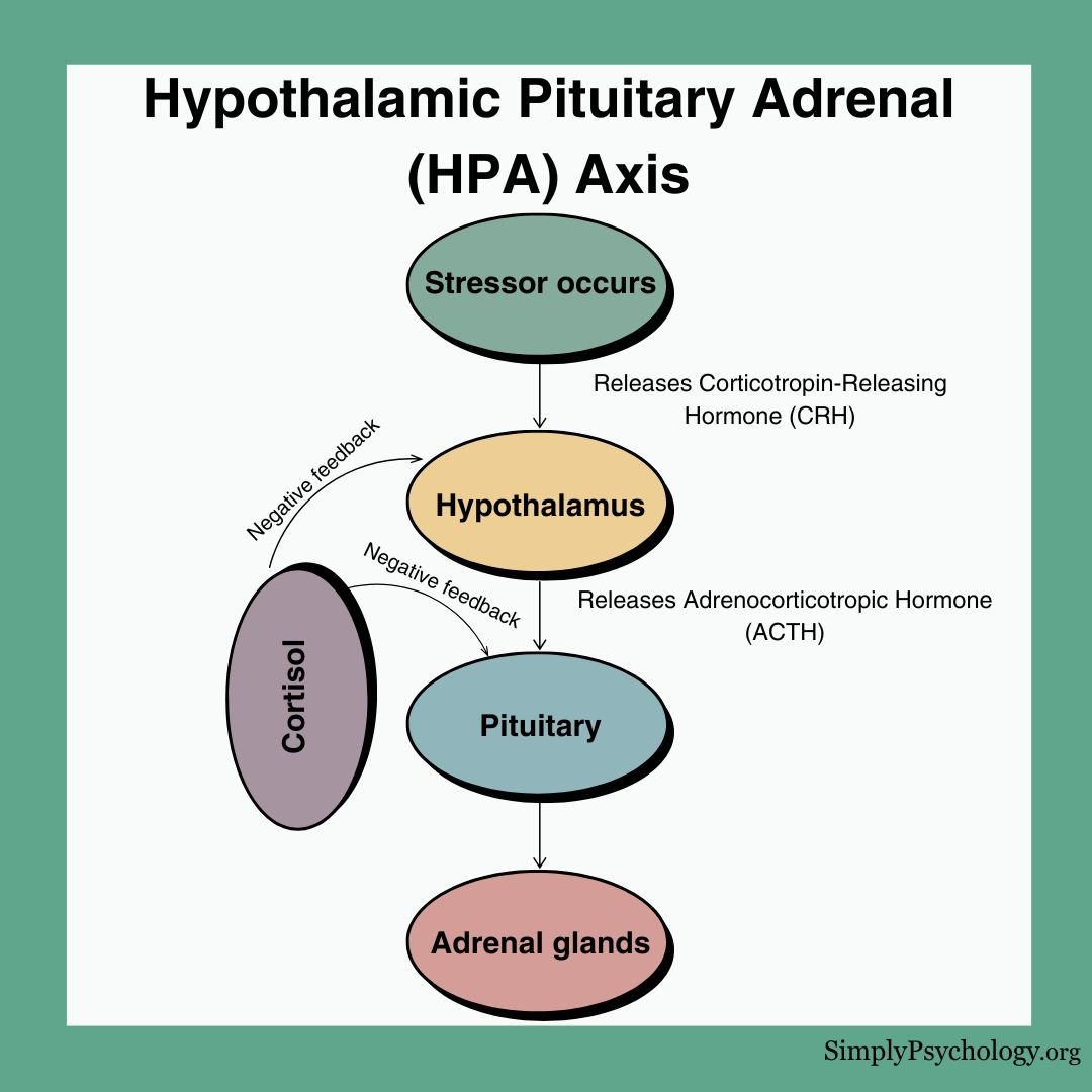 HPA Axis A flow diagram showing how the HPA axis works, starting with the stressor occurring, moving through the hypothalamus, pituitary, and adrenal glands, which produces cortisol which then sends negative feedback to the brain.