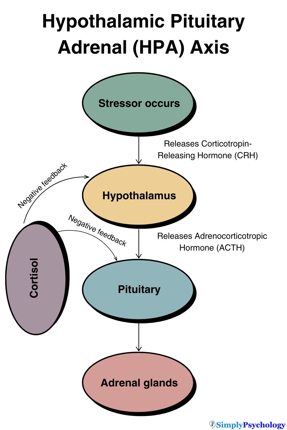 HPA Axis A flow diagram showing how the HPA axis works, starting with the stressor occurring, moving through the hypothalamus, pituitary, and adrenal glands, which produces cortisol which then sends negative feedback to the brain.