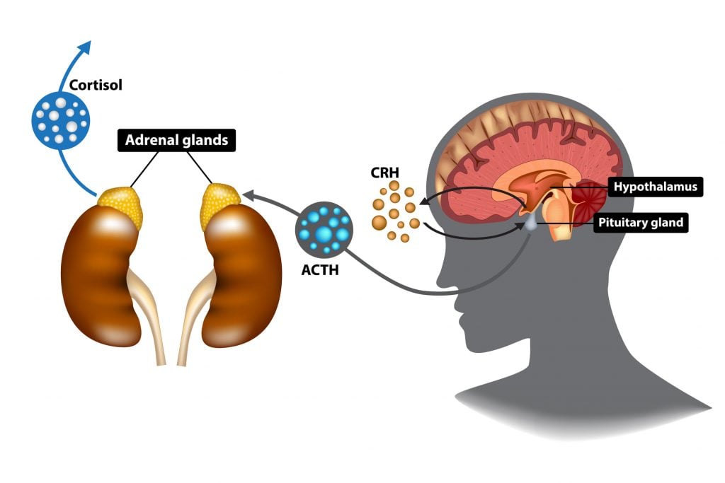 What is the Stress Response 2 hpa axis