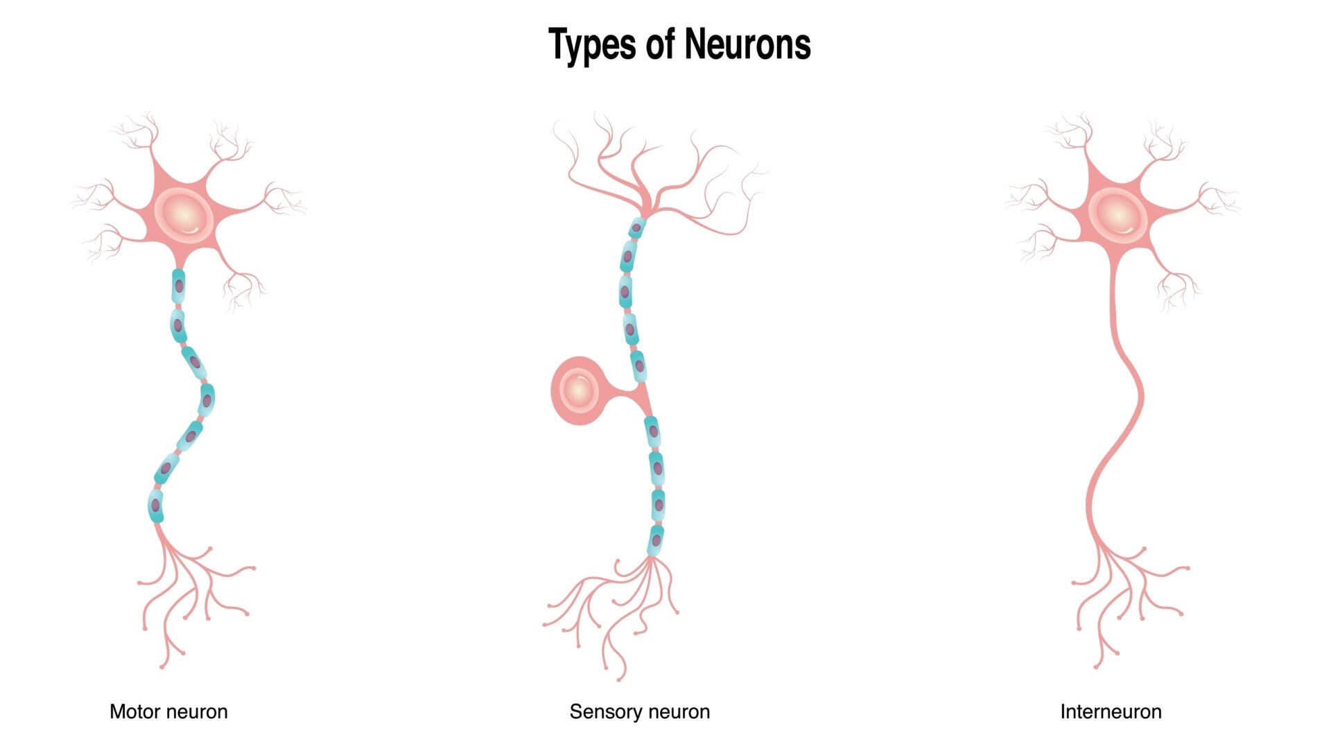 Interneuron Function interneuron function