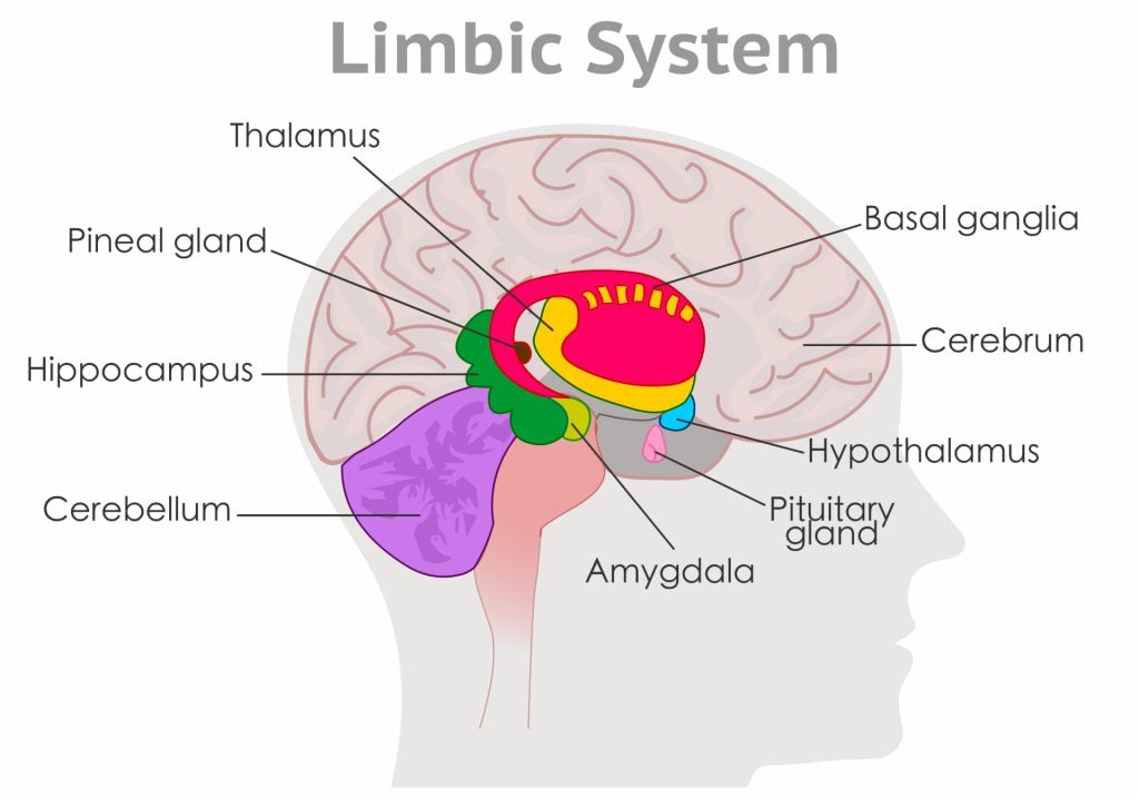 Amygdala: What It Is & Its Functions 2 limbic system