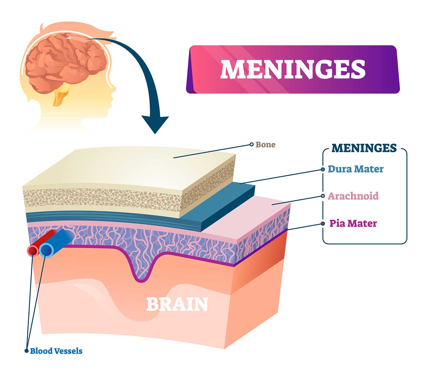 Ventricles of the Brain 3 Meninges